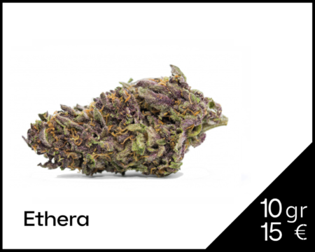 Purple Haze Indoor Ethera